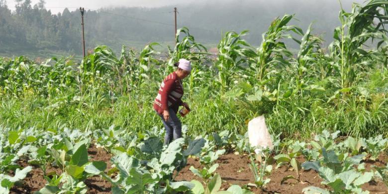 Jawa plantacja tytoniu