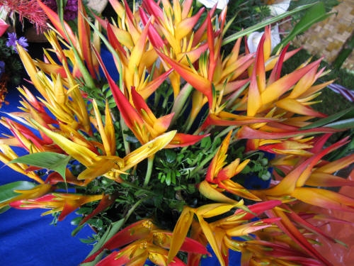 Papua Nowa Gwinea ...kwiaty