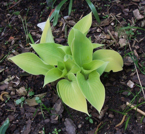 HOSTA EARLY TIMES