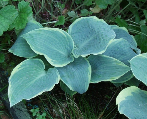 HOSTA FROSTER DIMPLES