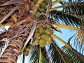 Palma kokosowa1