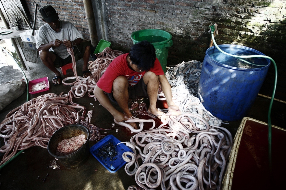 YOGYAKARTA, INDONESIA - JUNE 23:  Workers skin cobras as they are harvested to make into burgers on June 23, 2010 in Yogyakarta, Indonesia. The snakes are caught and processed into burgers which are served at a local restaurant in various guises.  (Photo by Ulet Ifansasti/Getty Images)