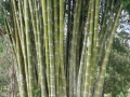 Papua. N. Gw. bambusy